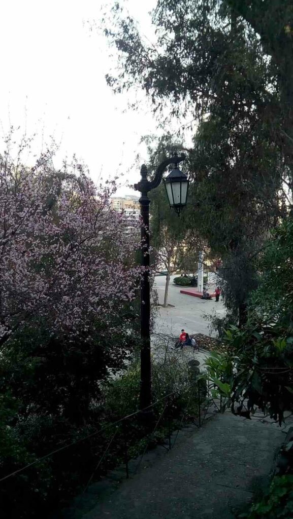 Cerejeira do Japão em Jardim Cerro Santa Lucia